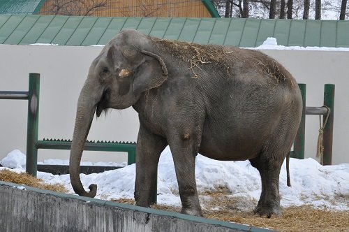 ２月２４日　おびひろ動物園　アジアゾウ　ナナ