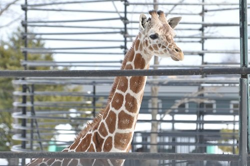 ２月２４日　おびひろ動物園　アミメキリン２