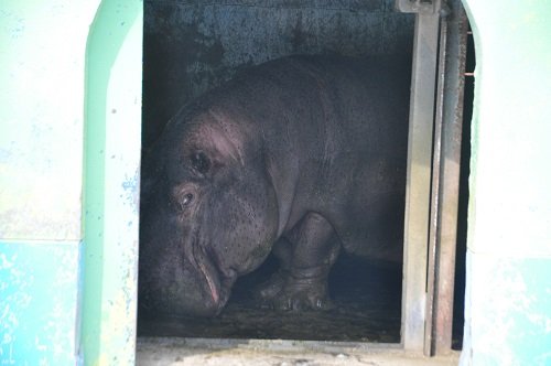 ２月２４日　おびひろ動物園　カバ　ダイ