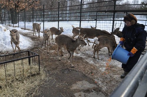 ２月２４日　おびひろ動物園　エゾシカ