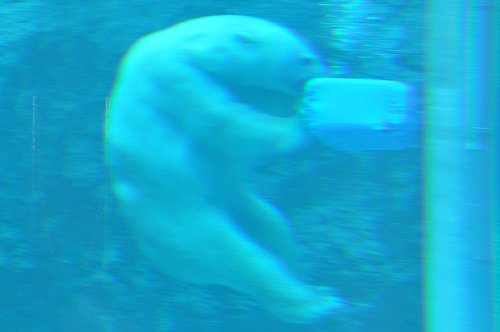 2月28日 旭山動物園 ホッキョクグマ サツキ1