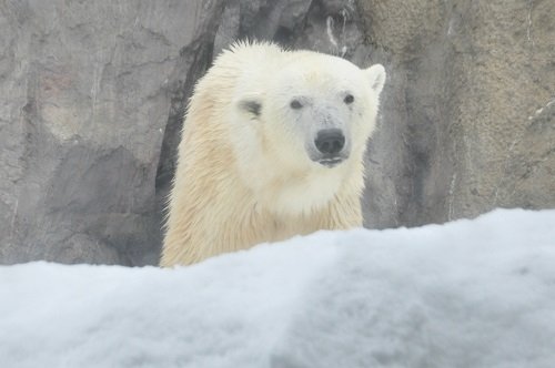 2月28日 旭山動物園 ホッキョクグマ サツキ2