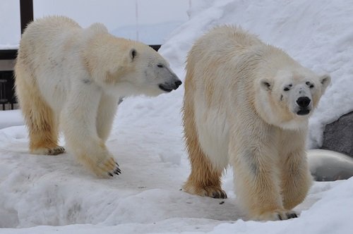2月28日 旭山動物園 ホッキョクグマ ルルとピリカ1