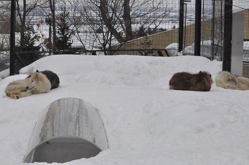 2月28日 旭山動物園 シンリンオオカミ