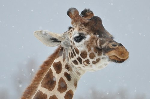 ２月２８日　旭山動物園　アミメキリン