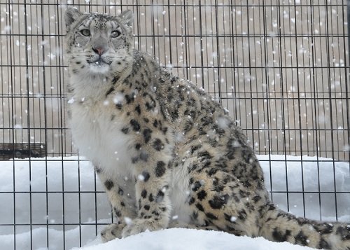 2月28日 旭山動物園 もうじゅう館の仲間たち