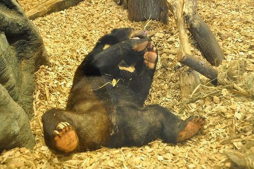 ２月１２日　円山動物園　熱帯雨林館　マレーグマ