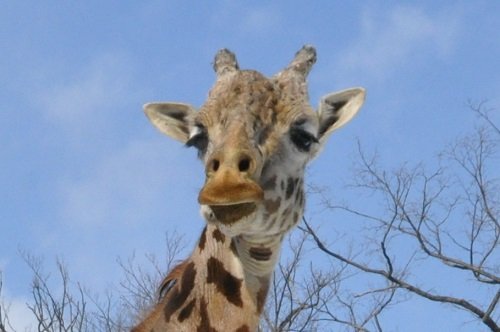 ２月１２日　円山動物園　マサイキリン