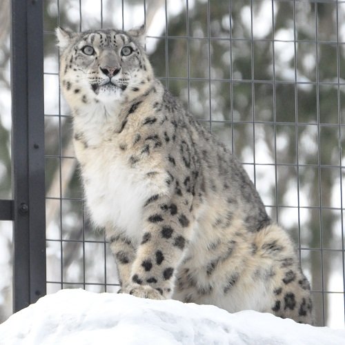 ２月１２日　円山動物園　ユキヒョウ