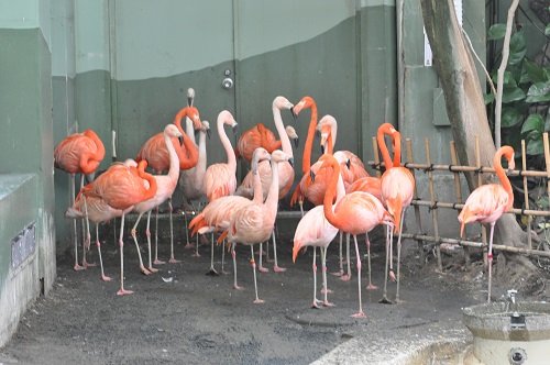 ２月１２日　円山動物園　熱帯鳥類館　チリーフラミンゴのヒナ