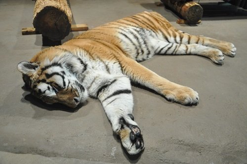 ２月１２日　円山動物園　アムールトラ　タツオ