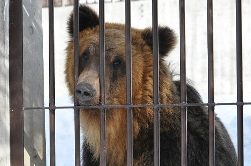 ３月２４日　円山動物園　エゾヒグマ　大