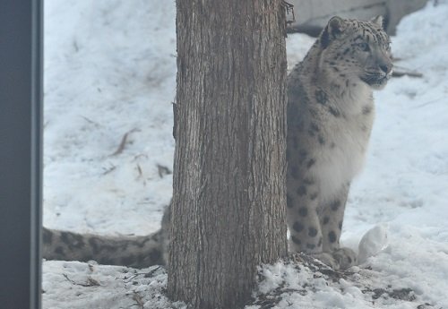 ３月２４日　円山動物園　ユキヒョウ　シジム