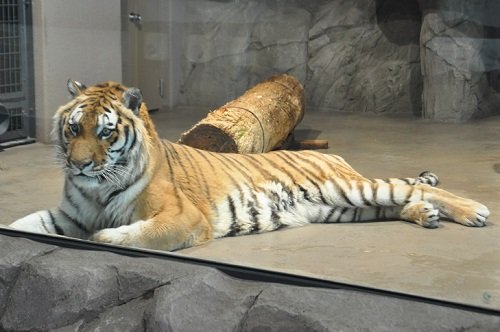 ３月２８日　円山動物園　アムールトラ　タツオ