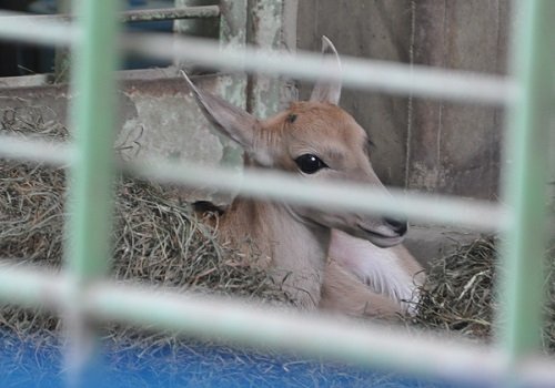 ３月２８日　円山動物園　エランドに赤ちゃん誕生