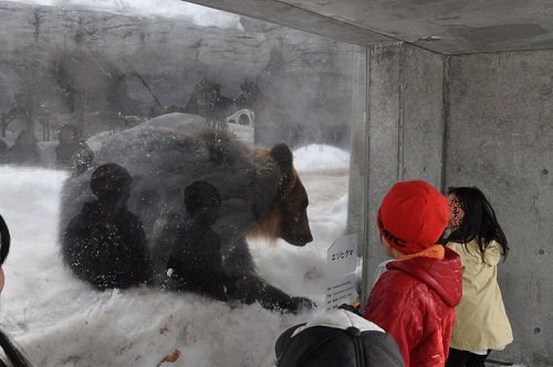 ３月２８日　円山動物園　エゾヒグマ　大