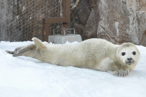 ３月３１日　旭山動物園　ゴマフアザラシ　赤ちゃん