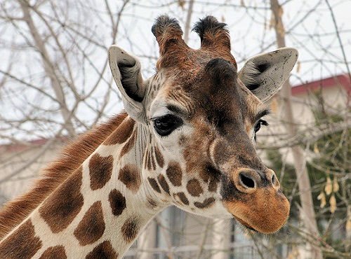 ４月７日　旭山動物園　アミメキリン