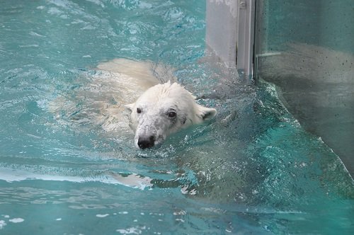 4月7日 旭山動物園 ホッキョクグマのお昼過ぎ