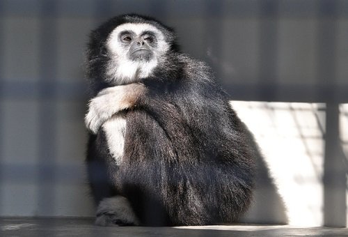 懐かしい写真シリーズ・・・１０月１３日　円山動物園　コタロー