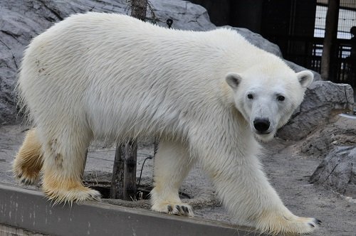 4月28日 旭山動物園 ホッキョクグマたち