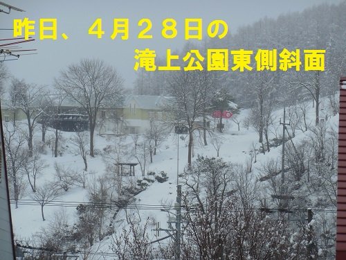 4月28日と29日 我が家から見た滝上公園