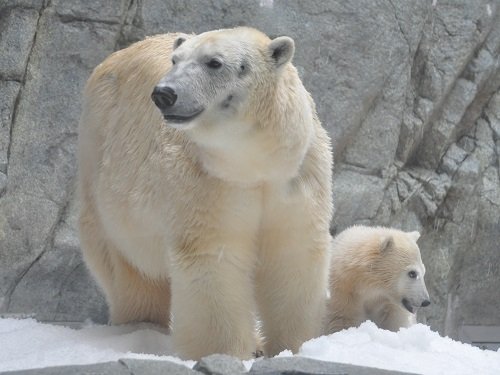 ５月５日　男鹿水族館ＧＡＯ　ホッキョクグマ　クルミ親子１