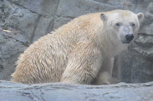 ５月５日　青森・秋田旅行３日目・・・男鹿水族館ＧＡＯ　クルミ親子３