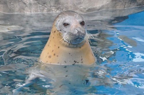 ５月５日　秋田・青森旅行３日目・・・男鹿水族館　アザラシのこまち