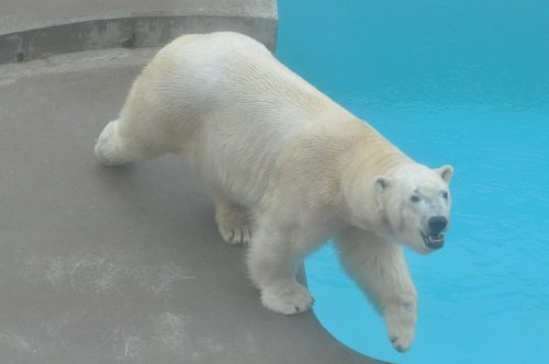 ５月５日　男鹿水族館　ホッキョクグマ　豪太のエサの時間