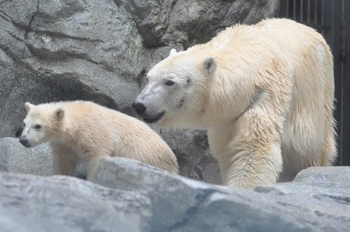 ５月５日　男鹿水族館ＧＡＯ　クルミ親子＆昼食