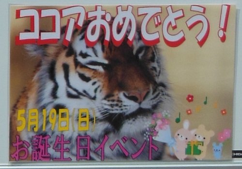 ５月１９日　釧路市動物園　アムールトラ　ココアのお誕生日会