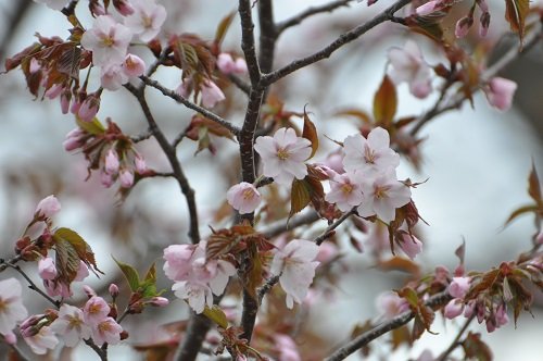 5月22日 滝上町 今日の滝上公園 ~~~桜が開花しました~~~