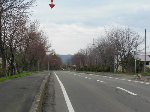 ５月２２日　滝上町　濁川地区　桜の開花状況