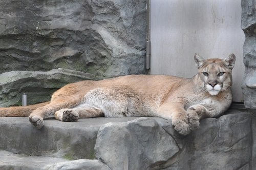 ５月６日　大森山動物園　ピューマのぴゅー太とぴゅー子