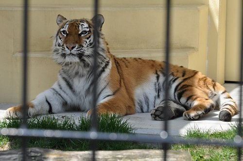 ５月１９日　釧路市動物園　アムールトラ　お肉を食べるココア