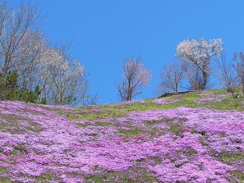 ５月２６日　滝上町　今日の滝上公園　～ＳＴＶの公開録音がありました～
