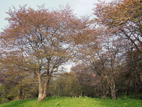 ５月２８日　滝上町　今日の濁川公園