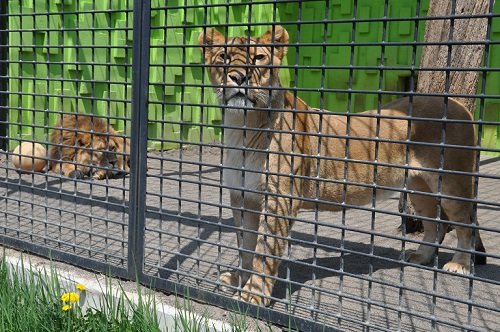 ５月１９日　釧路市動物園　ライオンとラーメン