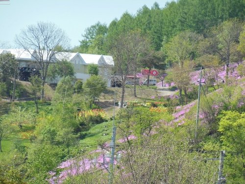 ５月３１日　滝上町　我が家から見た滝上公園東側斜面