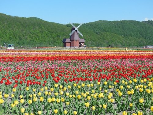 ５月３１日　湧別町　かみゆうべつチューリップ公園