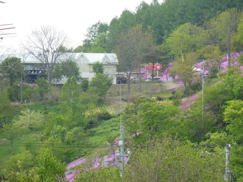 ６月５日　滝上町　滝上公園の芝ざくらが満開になりました！！
