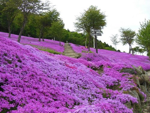 ６月６日　滝上町　今日の滝上公園　～～芝ざくらまつり期間が延長に～～