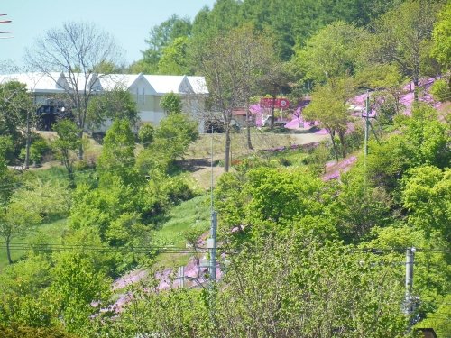 ６月７日　滝上町　我が家から見た滝上公園東側斜面