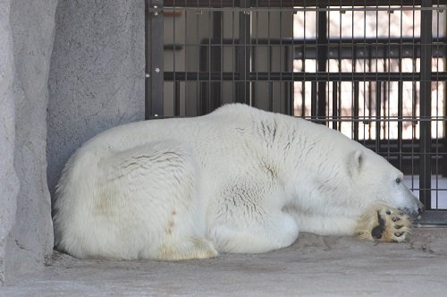 6月11日 旭山動物園 ホッキョクグマ1