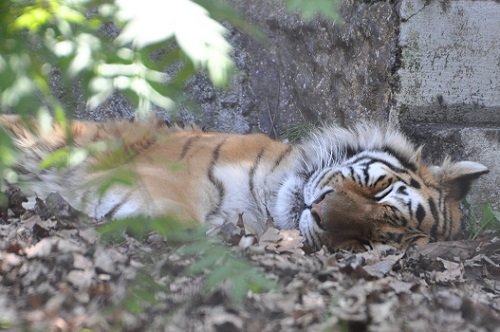 6月11日 旭山動物園 もうじゅう館の動物たち