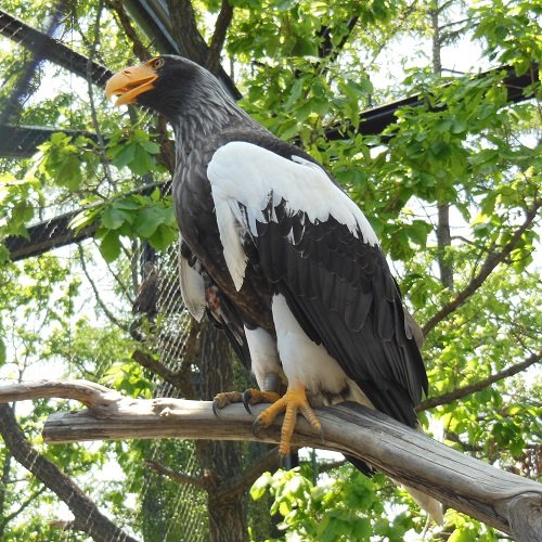 ６月１１日　旭山動物園　オオワシ