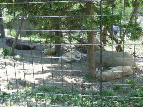 6月11日 旭山動物園 シンリンオオカミ