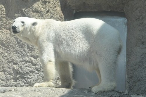 6月11日 旭山動物園 ホッキョクグマ2