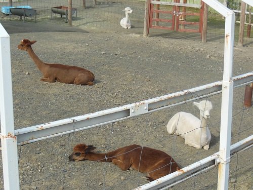 ５月１９日　釧路市動物園　アルパカ